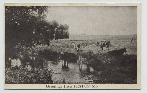 FestusCows.jpg